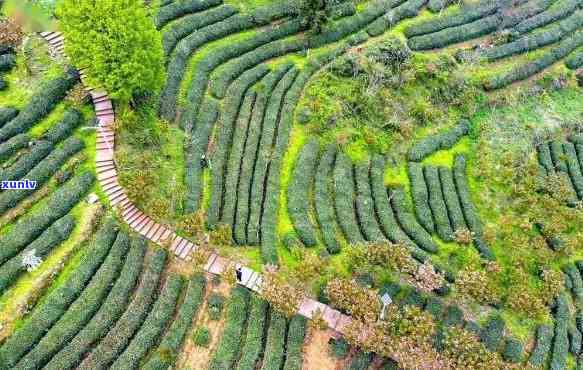 竹溪龙王垭茶叶价格多少，了解竹溪龙王垭茶叶价格，从这里开始！