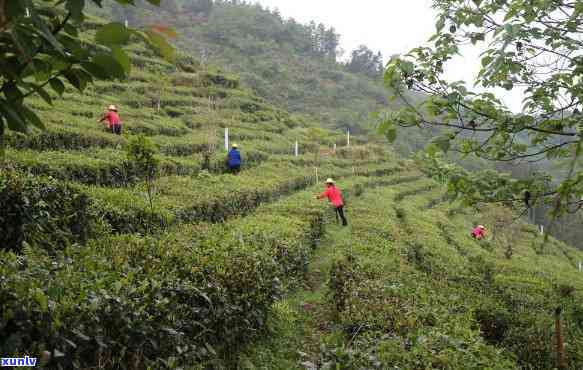 竹溪县龙王垭观光茶园 *** 号码及养生山联系方式