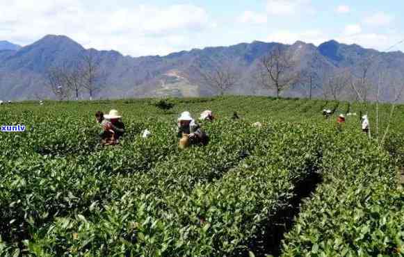 文县子坝茶叶价格多少，子坝茶叶价格查询：了解文县当地茶叶的最新行情