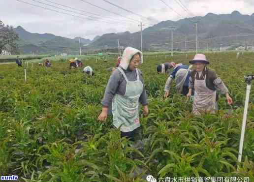 六枝特区九层山土特产开发：基地负责人、 *** 详情及联系方式与地址