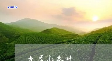 六枝九层山茶叶价格-六枝九层山茶叶价格T9