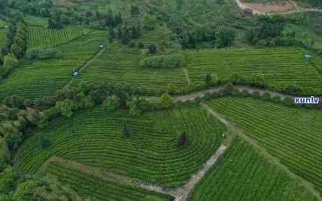 湖南山百叠岭茶叶：有机茶、景区介绍及价格一览