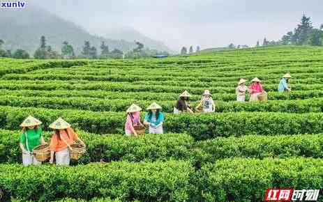 湖南山百叠岭茶叶：有机茶、景区介绍及价格一览