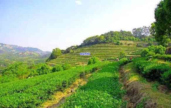 武夷山齐茗峰茶叶，探索中国茶文化：品尝武夷山齐茗峰的美味茶叶