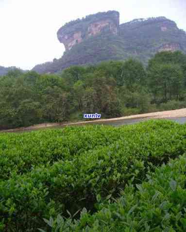 武夷山齐茗峰茶叶，探索中国茶文化：品尝武夷山齐茗峰的美味茶叶