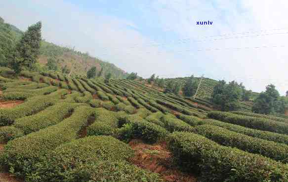 武夷山仁正茶叶价格-武夷山仁正茶厂