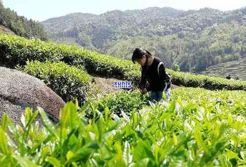 武夷山传袍茶叶价格多少？了解大红袍、传韵等品种及公司信息