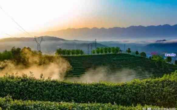 西乡县茶叶品质的在哪里，探寻西乡县茶叶产地，揭秘高品质茶叶的诞生地