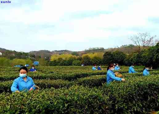 汉中名优茶叶基地，打造优质汉中名优茶叶，助力农业经济发展