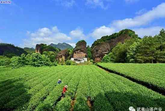 武夷山问：茶叶价格、及 *** 人全解析