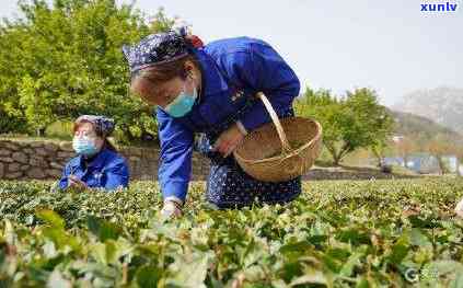 崂山黄金芽茶叶价格-崂山黄金芽茶叶价格多少