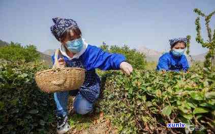 崂山黄金芽茶叶价格-崂山黄金芽茶叶价格多少