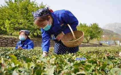 崂山黄金芽茶叶价格-崂山黄金芽茶叶价格多少