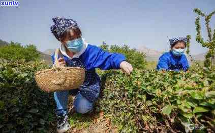 崂山黄金芽茶叶价格-崂山黄金芽茶叶价格多少