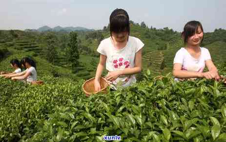 安徽茶叶大全：中国十大名茶及排名与图片