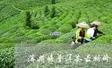 薄荷塘茶叶价格表：最新图片与详细信息