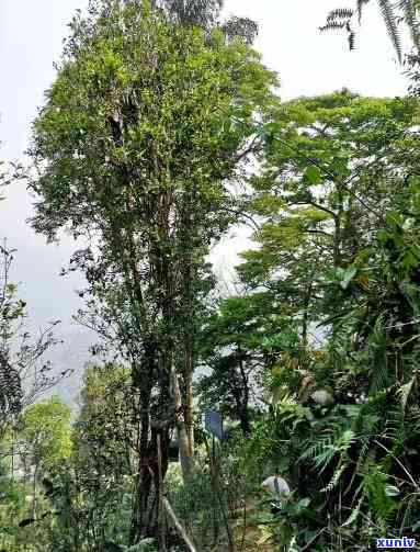 薄荷塘小树茶叶价格-薄荷塘小树茶叶价格表