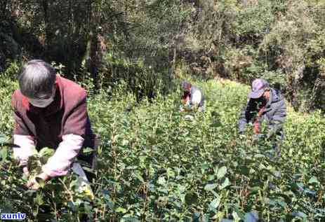 一月份有什么新茶上市？热门新茶推荐！