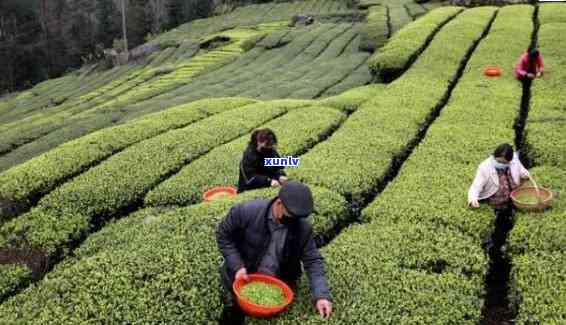 石家哪里的茶叶比较好？推荐喝、好卖、好吃的茶叶及更大茶城