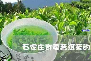 石家哪里的茶叶比较好？推荐喝、好卖、好吃的茶叶及更大茶城