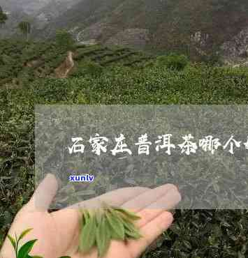 石家哪里的茶叶比较好？推荐喝、好卖、好吃的茶叶及更大茶城