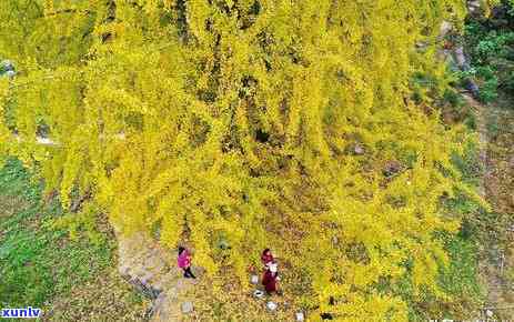 石家特产茶叶，品味石家：探寻当地特色茶叶的魅力