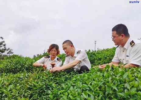 河南信阳什么茶叶好-河南信阳什么茶叶好卖