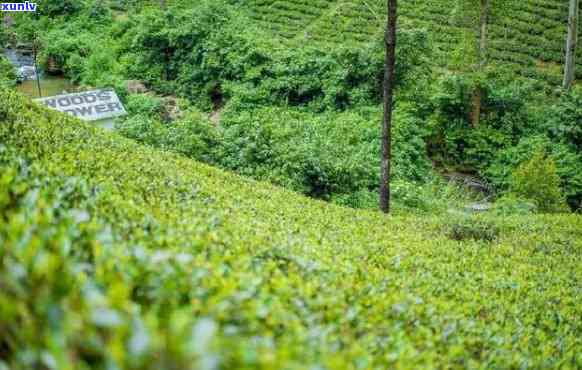 武当山出什么茶，探寻神秘的武当山：揭秘其特产茶叶种类