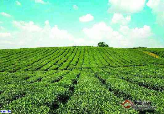 宜兴产什么茶价格多少？该地著名茶叶有碧螺春、阳羡雪芽等，特产龙井茶备受赞誉。