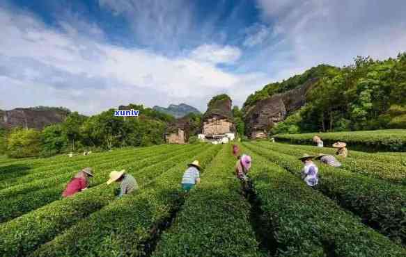 武夷山的什么茶叶好-武夷山的什么茶叶好喝