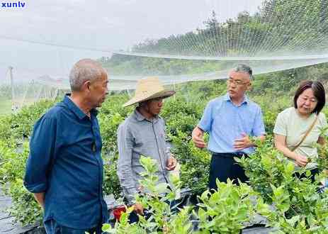 湖北孝感出什么茶叶-湖北孝感有什么茶叶