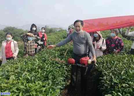 凤凰春剑茶叶价格表图片，探究凤凰春剑茶叶的市场价格：最新图片全面解析