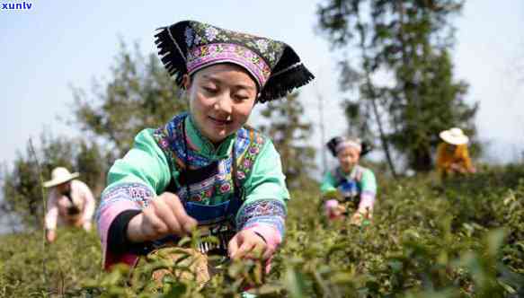 贵州沿河古茶价格，探寻贵州沿河古茶的珍贵价值：价格解析与购买指南