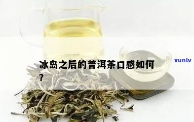 冰岛的口粮茶怎么样-冰岛的口粮茶怎么样好喝吗