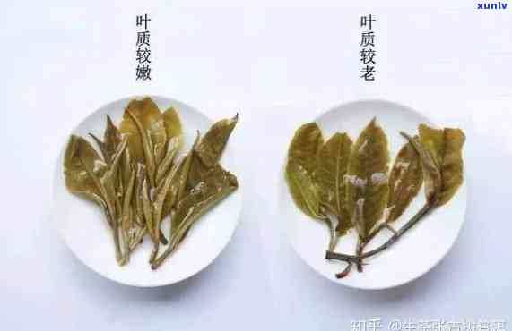 冰岛玉叶：揭秘普洱茶珍品，究竟属于哪种茶树品种？叶底图片与特点全解析