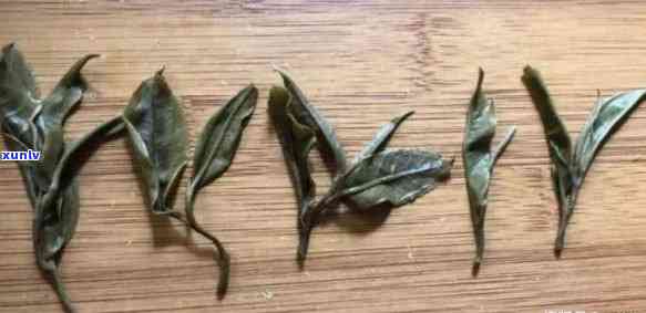 冰岛玉叶：揭秘普洱茶珍品，究竟属于哪种茶树品种？叶底图片与特点全解析