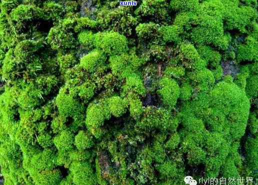 陕西翡翠原石藓种植基地，揭秘陕西翡翠原石藓种植基地：生态农业的绿色奇迹