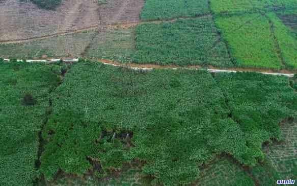 陕西翡翠原石藓种植基地，揭秘陕西翡翠原石藓种植基地：生态农业的绿色奇迹