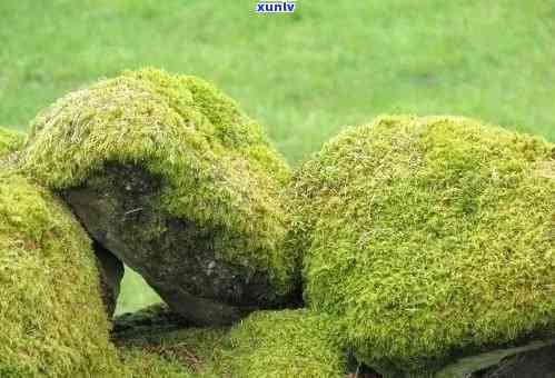 陕西翡翠原石藓种植基地，揭秘陕西翡翠原石藓种植基地：生态农业的绿色奇迹