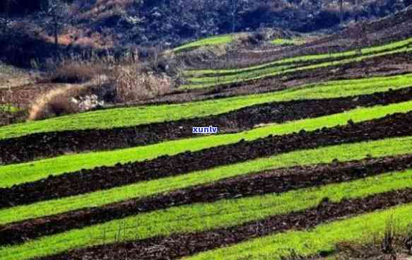 陕西翡翠原石藓种植基地，揭秘陕西翡翠原石藓种植基地：生态农业的绿色奇迹