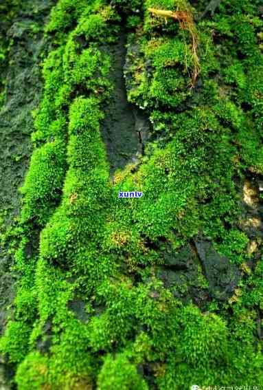 陕西翡翠原石藓种植基地，揭秘陕西翡翠原石藓种植基地：生态农业的绿色奇迹