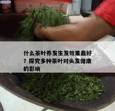 什么茶有助于生发？探究最有效的生发茶饮及其实证效果