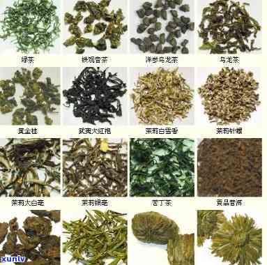 不是茶叶的茶有哪些？种类、名字及功效全解析！