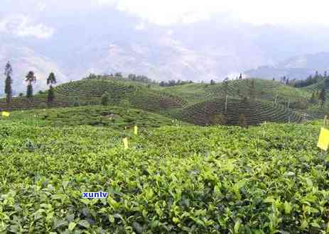 什么茶叶适合用茶道形容，探讨适合用茶道形容的茶叶种类