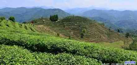 西安有几个茶叶场，探索西安：揭秘茶叶场数量