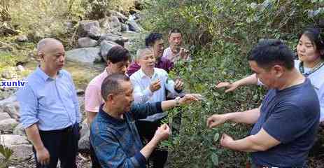 古道问茶茶业：市值、出品、官网及云南普洱古道问茶茶业介绍