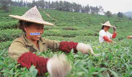 古道问茶茶叶价格表-古道问茶的价格