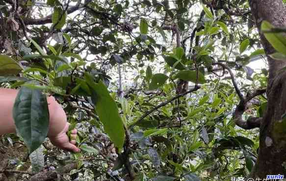 勐库冰岛藤条古树茶-冰岛藤条古树普洱茶生茶多少钱一斤