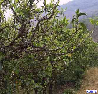 勐库冰岛藤条古树茶-冰岛藤条古树普洱茶生茶多少钱一斤