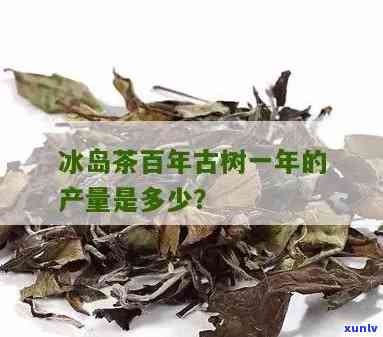 真正冰岛茶的年产量是多少吨，揭秘真正冰岛茶的年产量：多少吨？